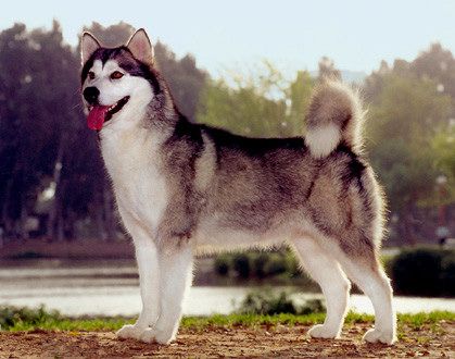 File:Alaskanmalamute0b.jpg