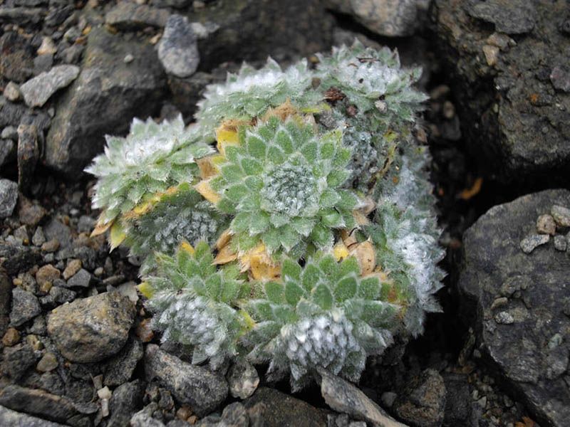 File:Androsace villosa var jacquemontii.JPG