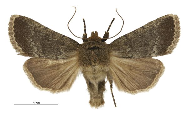 File:Bityla sericea (male).jpg