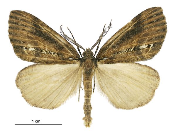 File:Chalastra ochrea male.jpg