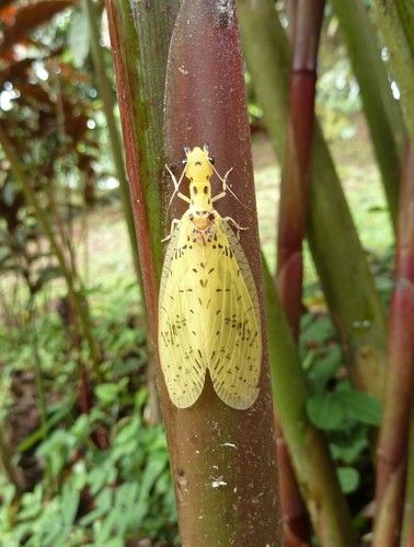 File:Chloronia osae.jpg