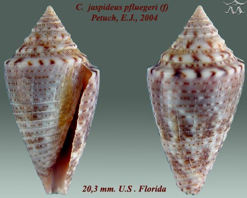 File:Conus jaspideus pfluegeri 1.jpg