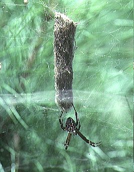 File:Cyrtophora.moluccensis.female.with.eggsac.2.-.tanikawa.jpg