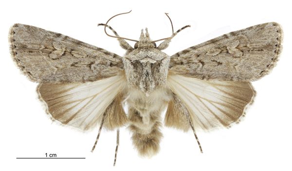 File:Ectopatria aspera male.jpg