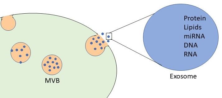 File:Exosome kalamedits.jpg