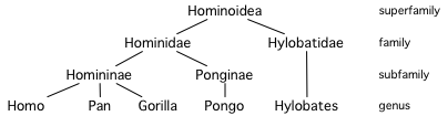 File:Hominoid taxonomy 4.png