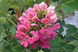 File:Hydrangea cultivar, Ruby Slippers.jpg