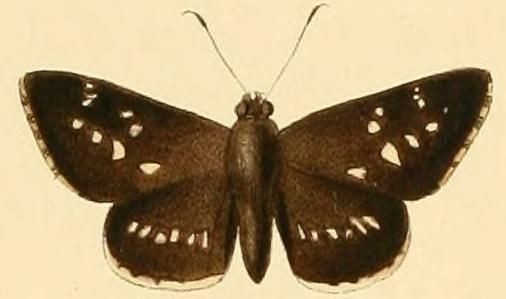 File:Hypoleucis ophiusa2.JPG