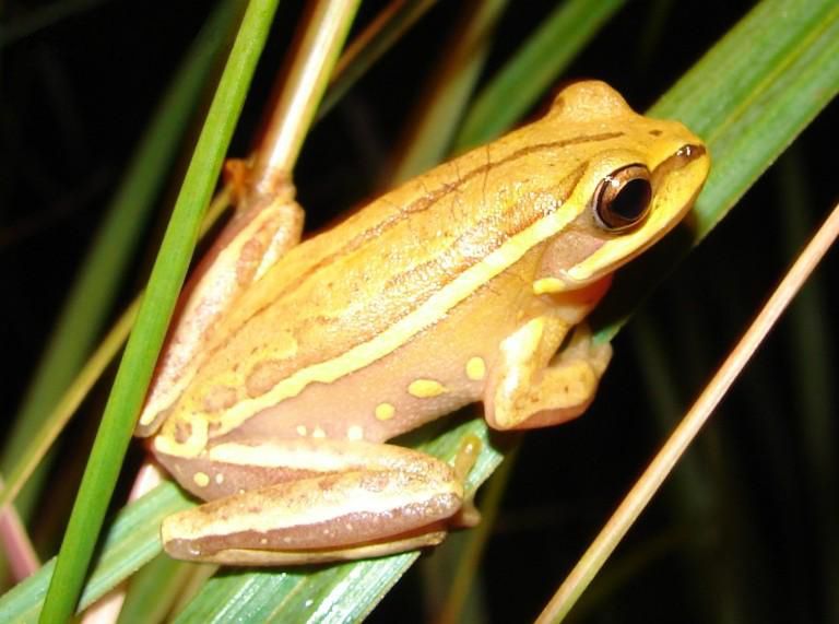 File:Hypsiboas semiguttatus02.jpg