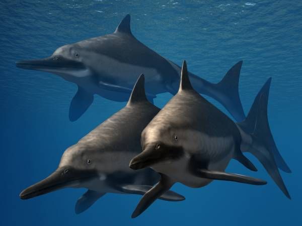 File:Ichthyosaurus anningae trio NT small.jpg