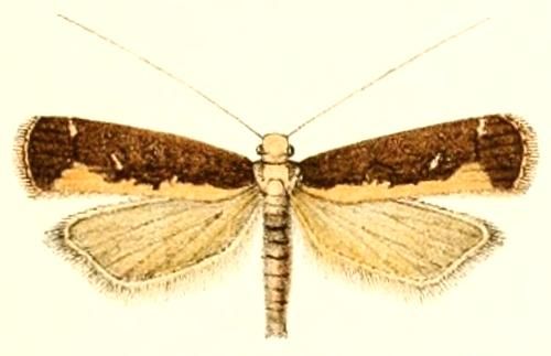 File:Myconita plutelliformis.jpg