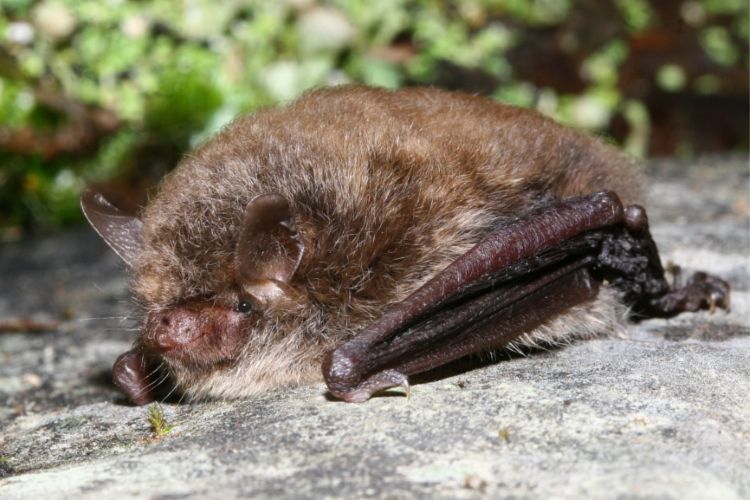 File:Myotis alcathoe - Manuel Ruedi - 2.JPG