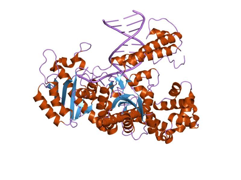 File:PDB 1kln EBI.jpg