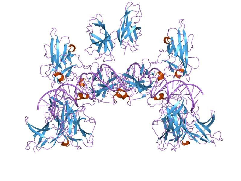 File:PDB 1pzu EBI.jpg