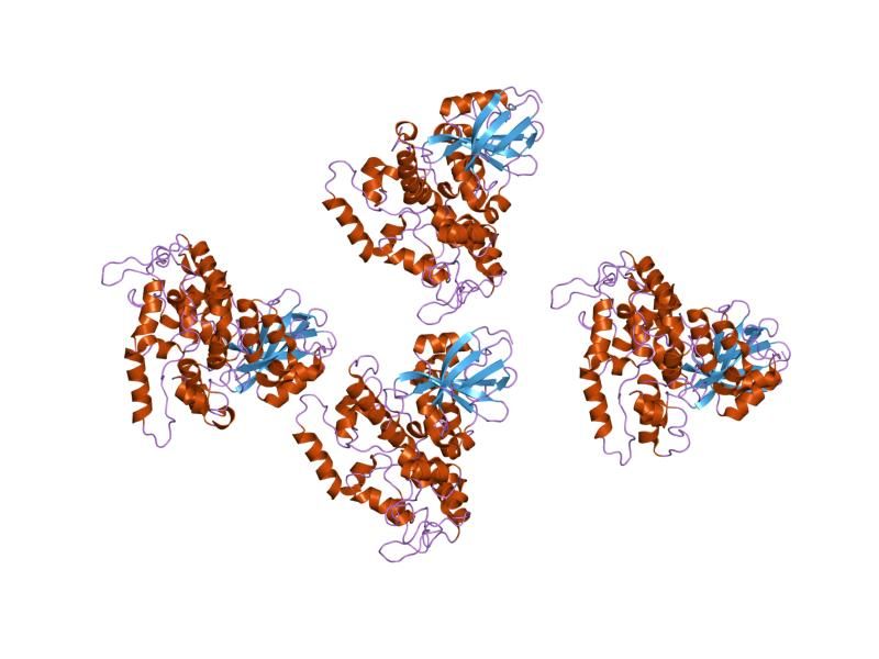 File:PDB 1t77 EBI.jpg