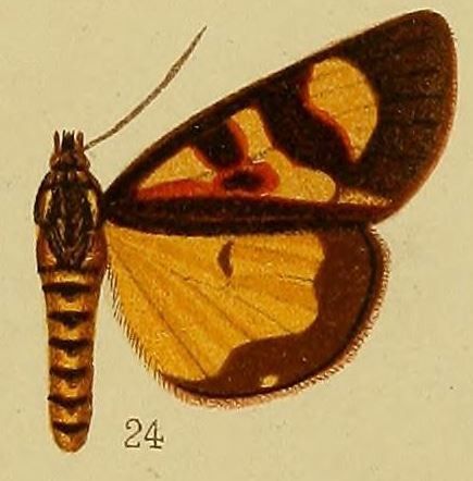 File:Pl.36-fig.24-Hoplarista haemaplaga Hampson, 1910.JPG