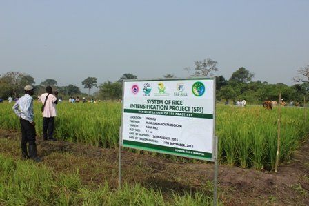 File:Rice Farm Akrofu.jpg