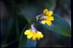 File:Scaevola enantophylla.png