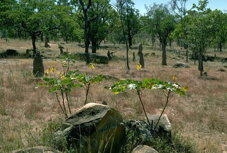 File:Senna magnifolia habit.jpg