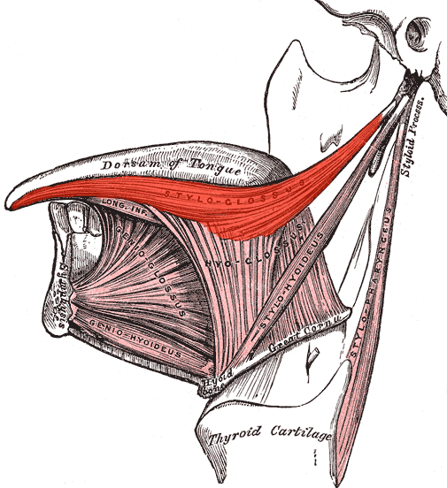 File:Styloglossus.png