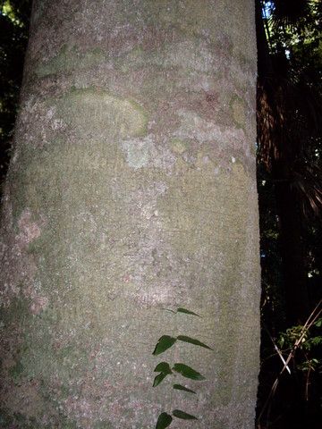 File:Symplocos stawellii bark witih climber.JPG