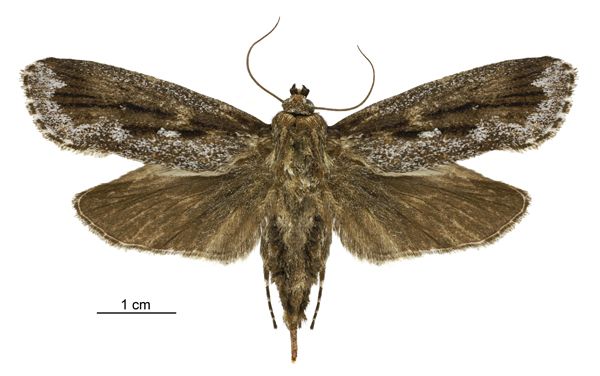 File:Titanomis sisyrota female.jpg