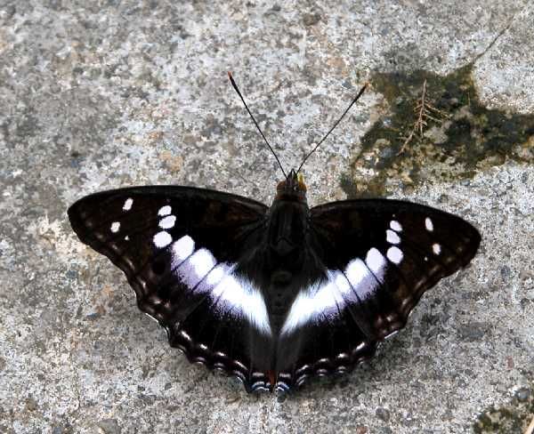 File:VB 023 Indian Purple Emperor.jpg