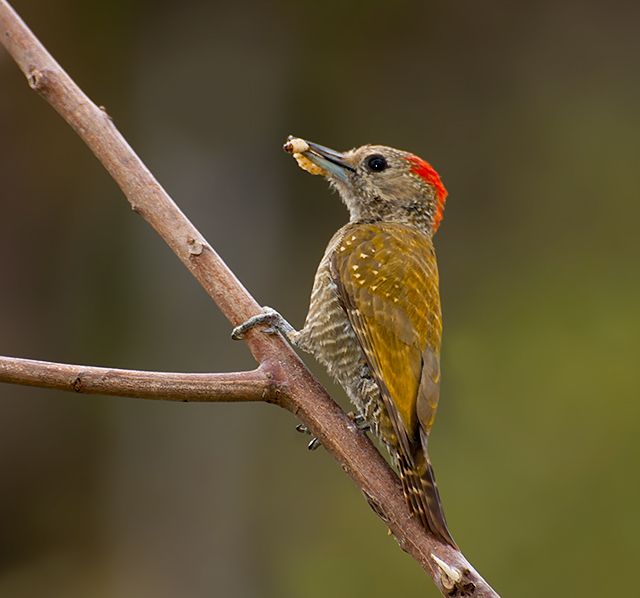 File:Veniliornis passerinus.jpg