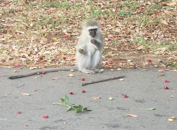 File:Vervet Monkey Amanzimtoti.JPG