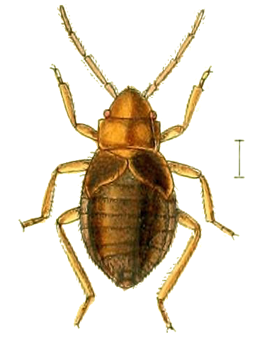 File:Aepophilus bonnairei.png