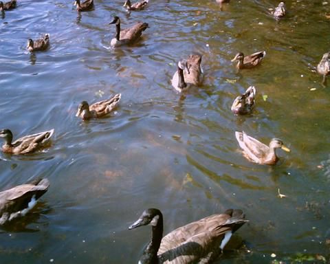 File:Belmont lake birds.jpg