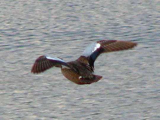 File:Blue-winged Teal, in flight, Vancouver.jpg