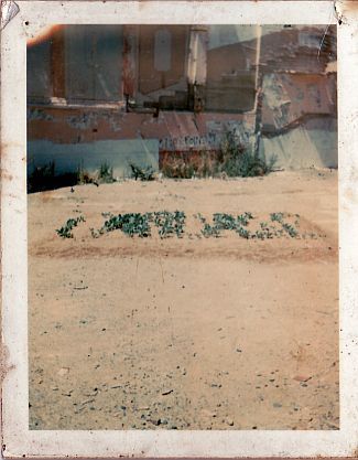 File:Cabbage growing.jpg