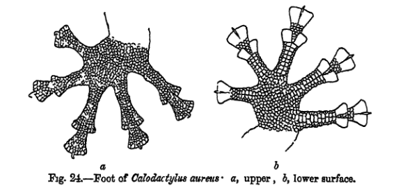 File:Calodactylus aureus feet.png