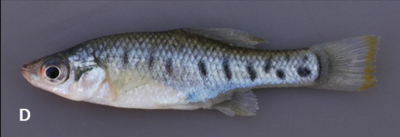 File:Chapalichthys encaustus.jpg