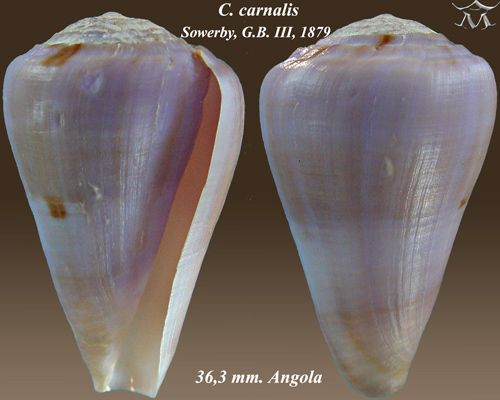 File:Conus carnalis 1.jpg