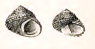 File:Diloma radula 001.jpg