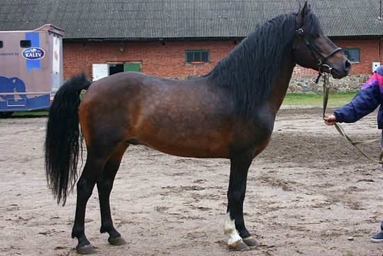 File:Estonian native horse.jpg