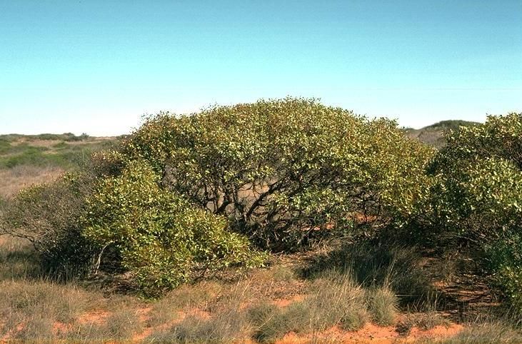 File:Eucalyptus fruticosa.jpg