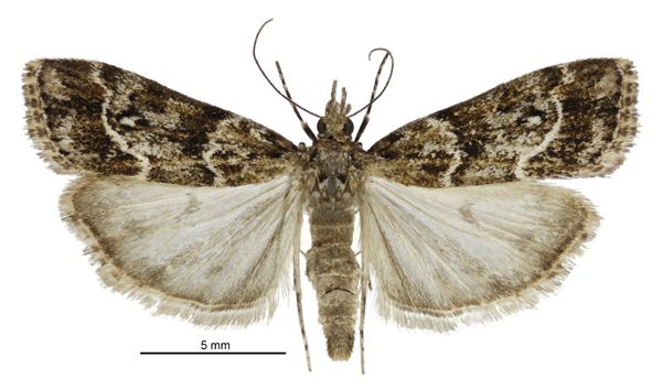 File:Eudonia legnota female.jpg