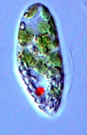 File:Euglena.gracilis.jpg