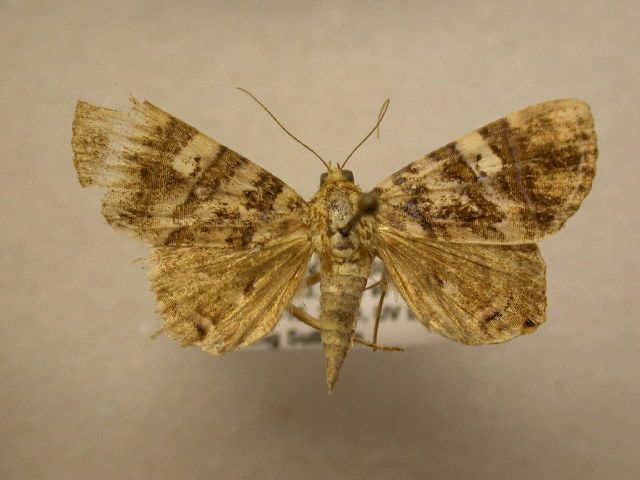 File:Eulepidotis delecta.jpg