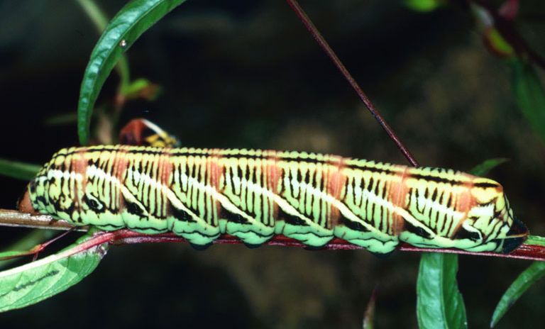 File:Eumorpha fasciata larva.jpg