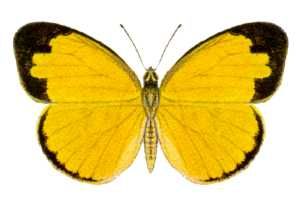 Dorsal view