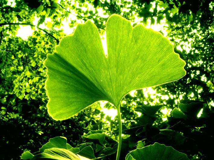 File:Ginkgo-Gegenlicht-web.jpg