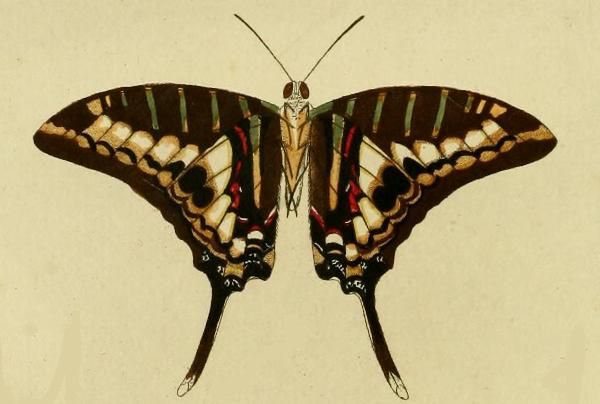 File:Graphium policenes1.JPG