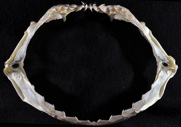 File:Hexanchus nakamurai jaws.jpg