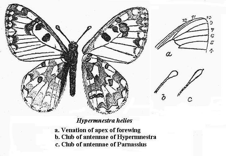 File:Hypermnestra helios.jpg