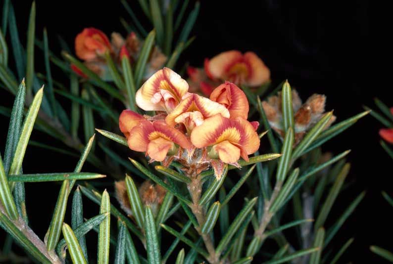 File:Mirbelia confertiflora.jpg