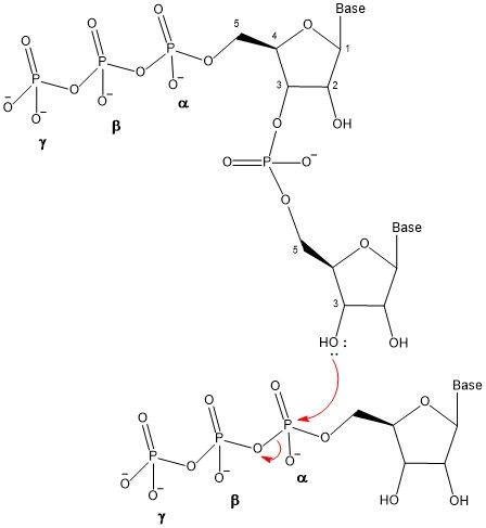 File:Oligonucleotide Synthesis3.jpg